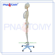 New brand PNT-0107 skeleton full model